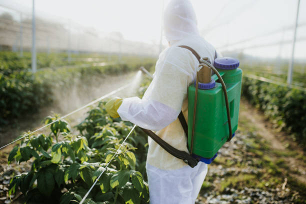 Best Flea Control Services  in Kankakee, IL